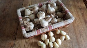 garlic springfield-vt-farmers-market  